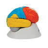 Neuro-Anatomical Brain Model