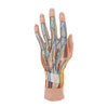 Life-Size Internal Hand Structure Anatomy Model