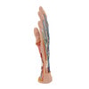 Life-Size Internal Hand Structure Anatomy Model