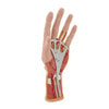 Life-Size Internal Hand Structure Anatomy Model