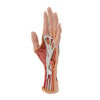 Life-Size Internal Hand Structure Anatomy Model
