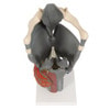 Functional Human Larynx Anatomy Model