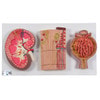 Kidney Section Model Including Nephrons, Blood Vessels and Renal Corpuscle