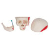 Painted Classic Human Skull Anatomy Model