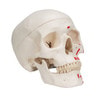 Painted Classic Human Skull Anatomy Model
