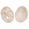 Painted Classic Human Skull Anatomy Model