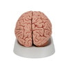 Human Brain Anatomy Model