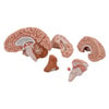 Human Brain Anatomy Model