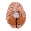 Human Brain Anatomy Model