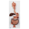 Life-Size Digestive System Anatomy Model 2 Parts