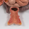 Life-Size Digestive System Anatomy Model 2 Parts