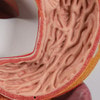 Life-Size Digestive System Anatomy Model 2 Parts