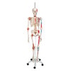 Sam The Super Skeleton Anatomy Model with Hanging Stand
