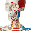 Sam The Super Skeleton Anatomy Model with Hanging Stand