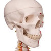 Sam The Super Skeleton Anatomy Model with Hanging Stand