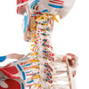 Sam The Super Skeleton Anatomy Model with Hanging Stand
