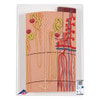 Nephrons and Blood Vessels Anatomy Model