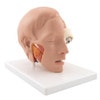 Life-Size Human Head Anatomy Model (6 Parts)
