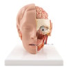 Life-Size Human Head Anatomy Model (6 Parts)