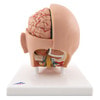 Life-Size Human Head Anatomy Model (6 Parts)