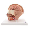 Life-Size Human Head Anatomy Model (6 Parts)