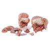 Life-Size Human Head Anatomy Model (6 Parts)