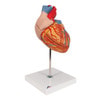 Human Heart Anatomy Model 2 Times Life-Size