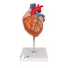 Human Heart Anatomy Model 2 Times Life-Size