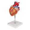 Human Heart Anatomy Model 2 Times Life-Size