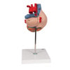 Human Heart Anatomy Model 2 Times Life-Size