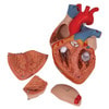 Human Heart Anatomy Model 2 Times Life-Size