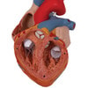 Human Heart Anatomy Model 2 Times Life-Size