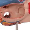 Human Heart Anatomy Model 2 Times Life-Size