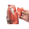 Human Female Muscular Figure Anatomy Model