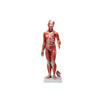 Human Female Muscular Figure Anatomy Model
