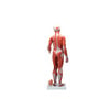 Human Female Muscular Figure Anatomy Model