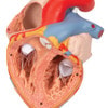Human Heart Anatomy Model With Oesophagus and Trachea