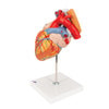 Human Heart Anatomy Model With Oesophagus and Trachea