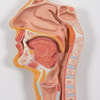 Life-Size Human Digestive System Anatomy Model 3 Parts