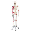 Sam The Super Skeleton Anatomy Model