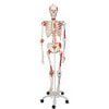 Sam The Super Skeleton Anatomy Model