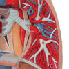 Lung Anatomy Model With Larynx 7 Parts