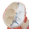 Human Head and Neck Musculature Anatomy Model - Detailed View