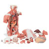 Life-Size Muscle Torso Anatomy Model 27 Parts