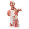 Life-Size Muscle Torso Anatomy Model 27 Parts