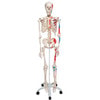 Max The Muscle Skeleton Anatomy Model