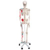 Max The Muscle Skeleton Anatomy Model - rear view