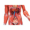 Complete Dual Sex Muscle Figure Anatomy Model