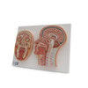 Median and Frontal Section Of The Human Head Anatomy Model