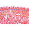 Human Digestive System - English Microscope Slides